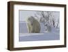 Polar Bear (Ursus Maritimus) and Cubs-David Jenkins-Framed Premium Photographic Print