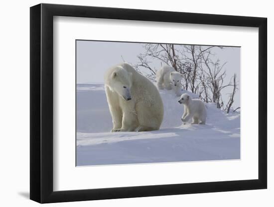 Polar Bear (Ursus Maritimus) and Cubs-David Jenkins-Framed Premium Photographic Print