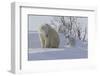 Polar Bear (Ursus Maritimus) and Cubs-David Jenkins-Framed Premium Photographic Print