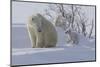 Polar Bear (Ursus Maritimus) and Cubs-David Jenkins-Mounted Premium Photographic Print