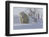 Polar Bear (Ursus Maritimus) and Cubs-David Jenkins-Framed Photographic Print