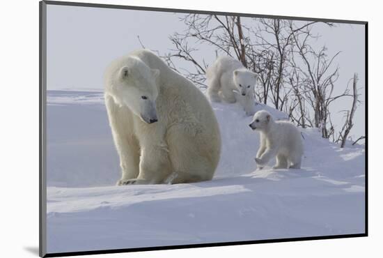 Polar Bear (Ursus Maritimus) and Cubs-David Jenkins-Mounted Photographic Print