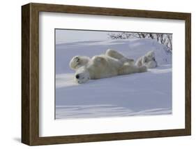 Polar Bear (Ursus Maritimus) and Cubs-David Jenkins-Framed Photographic Print