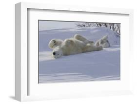 Polar Bear (Ursus Maritimus) and Cubs-David Jenkins-Framed Photographic Print