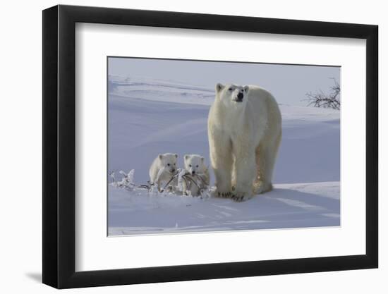 Polar Bear (Ursus Maritimus) and Cubs-David Jenkins-Framed Photographic Print