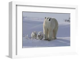 Polar Bear (Ursus Maritimus) and Cubs-David Jenkins-Framed Photographic Print