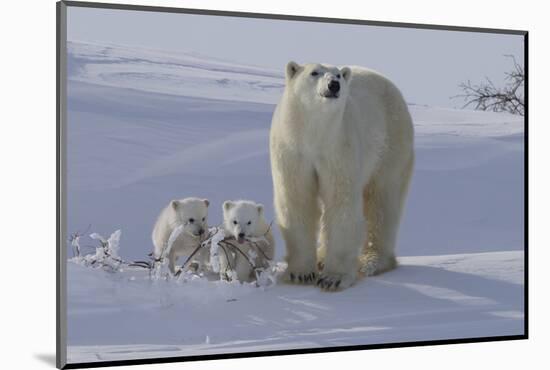 Polar Bear (Ursus Maritimus) and Cubs-David Jenkins-Mounted Photographic Print