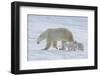 Polar Bear (Ursus Maritimus) and Cubs-David Jenkins-Framed Photographic Print