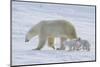 Polar Bear (Ursus Maritimus) and Cubs-David Jenkins-Mounted Premium Photographic Print