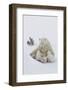 Polar Bear (Ursus Maritimus) and Cubs-David Jenkins-Framed Photographic Print