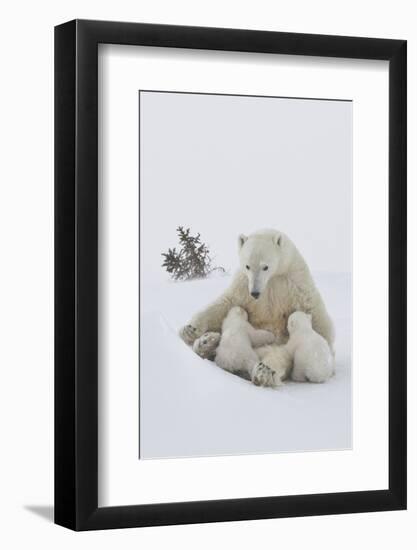 Polar Bear (Ursus Maritimus) and Cubs-David Jenkins-Framed Photographic Print