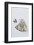 Polar Bear (Ursus Maritimus) and Cubs-David Jenkins-Framed Photographic Print