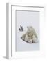 Polar Bear (Ursus Maritimus) and Cubs-David Jenkins-Framed Photographic Print