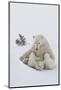 Polar Bear (Ursus Maritimus) and Cubs-David Jenkins-Mounted Photographic Print