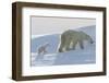 Polar Bear (Ursus Maritimus) and Cubs-David Jenkins-Framed Premium Photographic Print