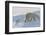 Polar Bear (Ursus Maritimus) and Cubs-David Jenkins-Framed Premium Photographic Print