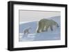 Polar Bear (Ursus Maritimus) and Cubs-David Jenkins-Framed Premium Photographic Print