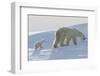 Polar Bear (Ursus Maritimus) and Cubs-David Jenkins-Framed Premium Photographic Print