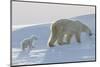 Polar Bear (Ursus Maritimus) and Cubs-David Jenkins-Mounted Premium Photographic Print