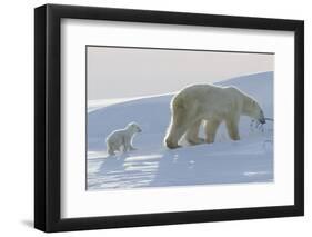 Polar Bear (Ursus Maritimus) and Cubs-David Jenkins-Framed Photographic Print