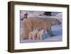 Polar Bear (Ursus Maritimus) and Cubs-David Jenkins-Framed Photographic Print