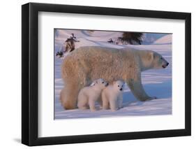 Polar Bear (Ursus Maritimus) and Cubs-David Jenkins-Framed Photographic Print