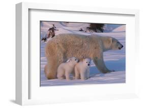 Polar Bear (Ursus Maritimus) and Cubs-David Jenkins-Framed Photographic Print