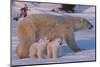 Polar Bear (Ursus Maritimus) and Cubs-David Jenkins-Mounted Photographic Print