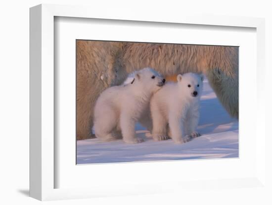 Polar Bear (Ursus Maritimus) and Cubs-David Jenkins-Framed Photographic Print