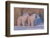 Polar Bear (Ursus Maritimus) and Cubs-David Jenkins-Framed Premium Photographic Print