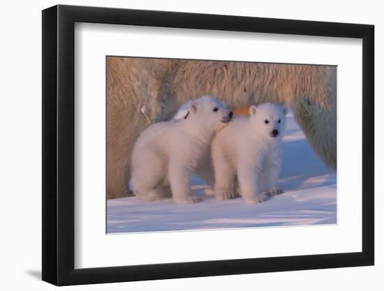 Polar Bear (Ursus Maritimus) and Cubs-David Jenkins-Framed Premium Photographic Print