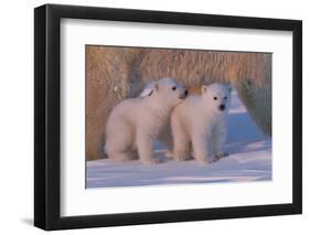 Polar Bear (Ursus Maritimus) and Cubs-David Jenkins-Framed Premium Photographic Print