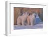 Polar Bear (Ursus Maritimus) and Cubs-David Jenkins-Framed Premium Photographic Print