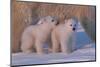 Polar Bear (Ursus Maritimus) and Cubs-David Jenkins-Mounted Premium Photographic Print