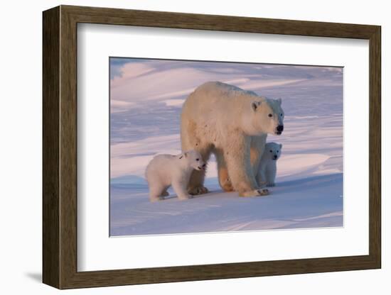 Polar Bear (Ursus Maritimus) and Cubs-David Jenkins-Framed Photographic Print