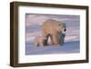 Polar Bear (Ursus Maritimus) and Cubs-David Jenkins-Framed Photographic Print