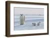 Polar Bear (Ursus Maritimus) and Cubs-David Jenkins-Framed Photographic Print