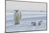 Polar Bear (Ursus Maritimus) and Cubs-David Jenkins-Mounted Photographic Print