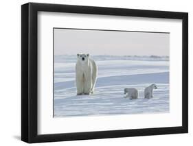 Polar Bear (Ursus Maritimus) and Cubs-David Jenkins-Framed Premium Photographic Print