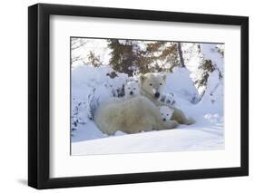 Polar Bear (Ursus Maritimus) and Cubs-David Jenkins-Framed Premium Photographic Print