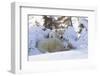 Polar Bear (Ursus Maritimus) and Cubs-David Jenkins-Framed Premium Photographic Print