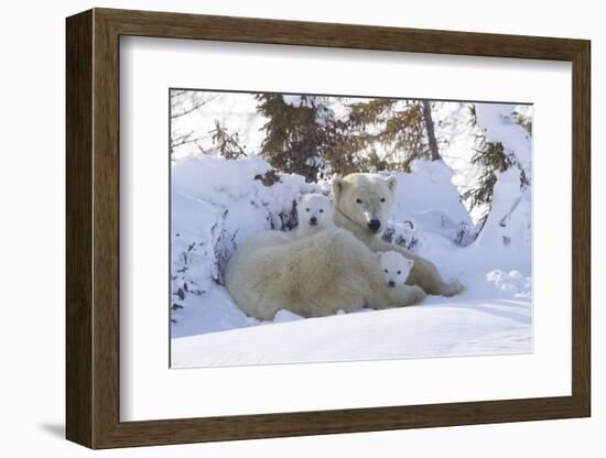 Polar Bear (Ursus Maritimus) and Cubs-David Jenkins-Framed Photographic Print