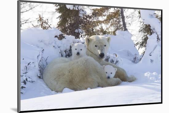 Polar Bear (Ursus Maritimus) and Cubs-David Jenkins-Mounted Photographic Print