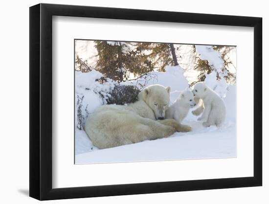 Polar Bear (Ursus Maritimus) and Cubs-David Jenkins-Framed Photographic Print