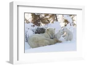 Polar Bear (Ursus Maritimus) and Cubs-David Jenkins-Framed Photographic Print