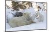 Polar Bear (Ursus Maritimus) and Cubs-David Jenkins-Mounted Photographic Print