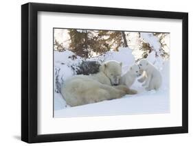 Polar Bear (Ursus Maritimus) and Cubs-David Jenkins-Framed Premium Photographic Print