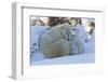 Polar Bear (Ursus Maritimus) and Cubs-David Jenkins-Framed Photographic Print