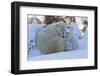 Polar Bear (Ursus Maritimus) and Cubs-David Jenkins-Framed Premium Photographic Print