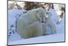 Polar Bear (Ursus Maritimus) and Cubs-David Jenkins-Mounted Premium Photographic Print